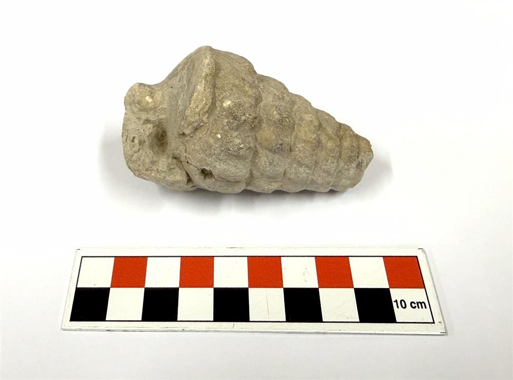 66-million-year-old gastropod fossil found at Külhöyük in Türkiye