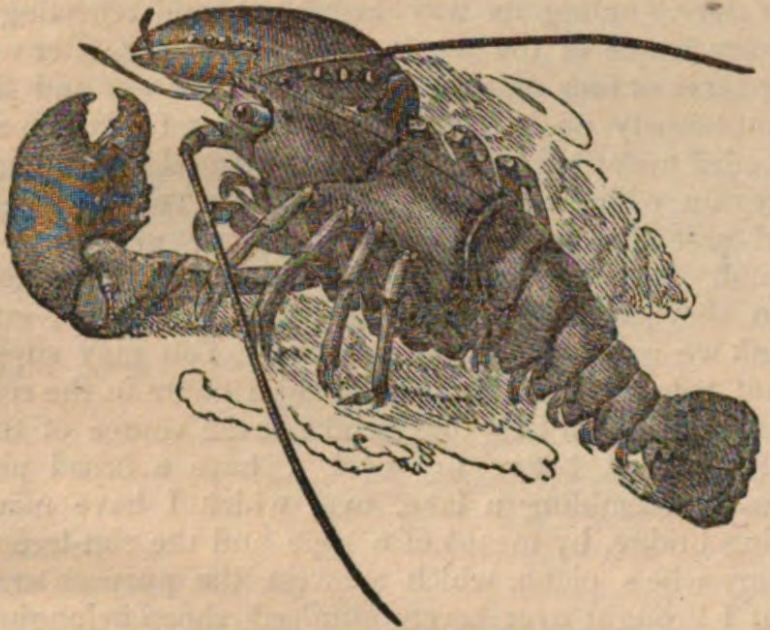 1832 woodcut illustration of a lobster from The Penny Magazine