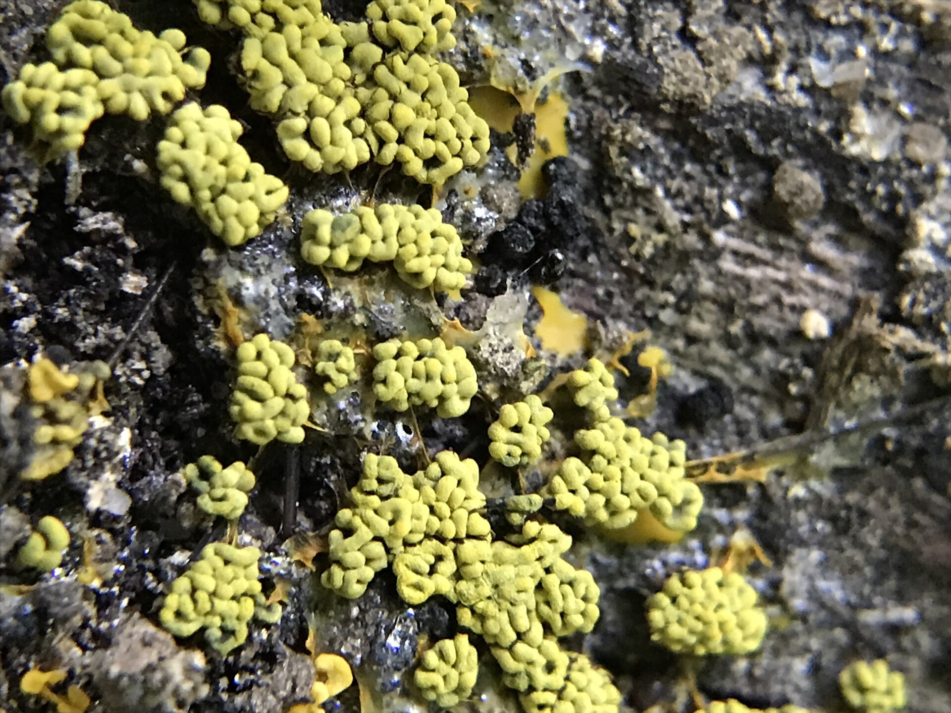 Yellow Physarum polycephalum slime mould forming a branching network